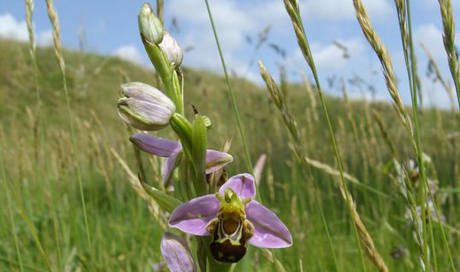 Ophris abeille