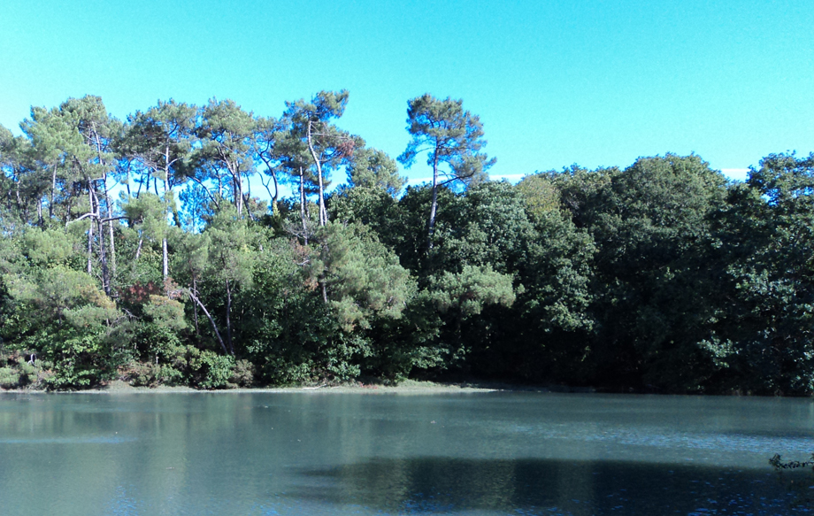 Forêt de Bodillo en bordure de la rivière de Pont-l'Abbé