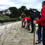 Plantation d'Oyats sur la dune du Leuhan à Treffiagat. Plantations réalisées lors d'un chantier participatif