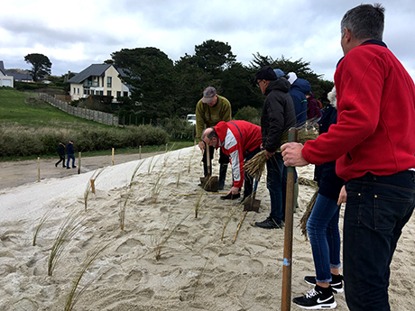 Plantation d'Oyats sur la dune du Leuhan à Treffiagat. Plantations réalisées lors d'un chantier participatif